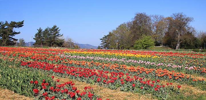 So prächtig zeigte sich das Blumenfeld auf der Allmend Zollikon letztes Jahr im Frühling. (Bild: Adrian Michael)