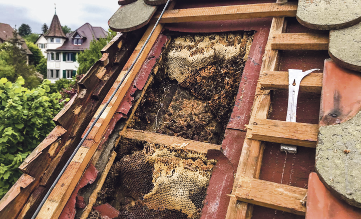 Knapp 100’000 Honigbienen hatten sich den Dachstock eines Einfamilienhauses als Zuhause ausgewählt. (Bild: zvg)