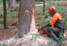 Forstarbeit im Zolliker Wald (Bild: zvg)