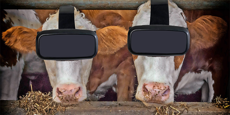 Kühe mit Virtual-Reality-Brillen